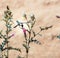 Hummingbird on flower Arizona thistle (Cirsium arizonicum). Bry