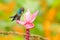 Hummingbird with flower. Bird sucking nectar from pink bloom. White-tailed Hillstar, Urochroa bougueri, hummingbird in nature on p