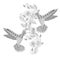 Hummingbird flower doodle monochrome coloring page art design stock vector illustration
