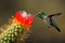 Hummingbird on flower. Panoramic Composition of Adult Broad Billed Humming Bird.