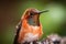 hummingbird, fluttering its wings, in close-up shot