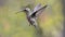 Hummingbird on the fly 19