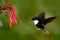 Hummingbird in fly. Flying bird from nature. Collared Inca, Coeligena torquata, dark green black and white hummingbird flying next