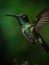 Hummingbird flying in the air with a green background