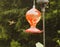 Hummingbird Flying Around the Bird Feeder