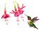 Hummingbird flying around Fuchsia Flowers Watercolor Bird Illustration Hand Drawn