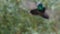 Hummingbird Flying, Costa Rica Birds and Wildlife, Lesser Violetear Hummingbird in Flight in Rainfor