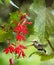 Hummingbird Flying To Lobelia Cardinalis Cardinal Flowers