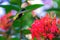 Hummingbird flying to pick up nectar from a beautiful hibiscus flower in tropical garden