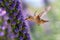 Hummingbird flying to pride of madeira flower