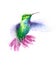 Hummingbird flying Watercolor Bird Illustration Hand Drawn