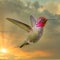 Hummingbird Frozen Hovering Golden Sky Clouds Background