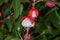 Hummingbird fuchsia or Ballerina Flowers