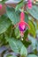 Hummingbird fuchsia, bell begonia flower