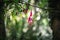 Hummingbird Fuchsia Flower at Chiloe National Park - Chiloe Island, Chile