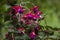 Hummingbird fuchsia flowers