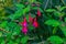 Hummingbird fuchsia flowers blooming