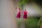 , hummingbird fuchsia or hardy fuchsia, bloom green red