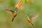 Hummingbird Golden-bellied Starfrontlet, Coeligena bonapartei, with long golden tail, beautiful action flight scene with open