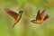 Hummingbird Golden-bellied Starfrontlet, Coeligena bonapartei, with long golden tail, beautiful action flight scene with open wing