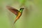 Hummingbird Golden-bellied Starfrontlet, Coeligena bonapartei, with long golden tail, beautiful action fly scene with open wings,