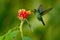 Hummingbird Green-crowned Brilliant, Heliodoxa jacula, green bird from Costa Rica flying next to beautiful red flower with clear b