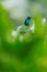 Hummingbird in green habitat. Hummingbird Green Violet-ear, Colibri thalassinus, with green flowers in natural habitat. Bird from