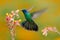 Hummingbird Green Violet-ear, Colibri thalassinus, bird fling next to beautiful ping orange yellow flower in natural habitat, bird