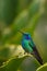 Hummingbird Green Violet-ear (Colibri thalassinus) with green flower in natural habitat, Savegre, Costa Rica