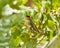 Hummingbird Haven: A Serene Perch