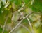 Hummingbird Haven: A Serene Perch