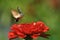 Hummingbird Hawk-moth