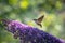 Hummingbird hawk-moth