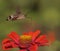 Hummingbird Hawk-moth