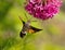 Hummingbird Hawk-moth