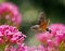 Hummingbird Hawk-moth