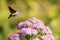 Hummingbird hawk-moth