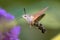 Hummingbird hawk moth butterfly