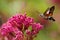 Hummingbird Hawk-moth butterfly in flight