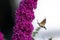 Hummingbird hawk moth butterfly - Macroglossum stellatarum - . The hummingbird that is a butterfly