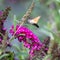 Hummingbird hawk moth butterfly - Macroglossum stellatarum - . The hummingbird that is a butterfly