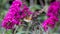 Hummingbird hawk moth butterfly - Macroglossum stellatarum - . The hummingbird that is a butterfly