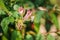 Hummingbird hawk-moth buzzing around pink honeysuckle