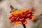 Hummingbird hawk-moth closeup in summer time macro photography