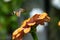 Hummingbird hawk-moth closeup in summer time macro photography