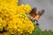 Hummingbird Hawk-moth collecting from Mahonia flowers.