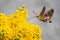 Hummingbird Hawk-moth collecting from Mahonia flowers.
