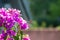 Hummingbird hawk moth collecting nectar