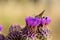 Hummingbird hawk moth feeding on flower