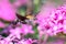 Hummingbird hawk moth feeding nectar